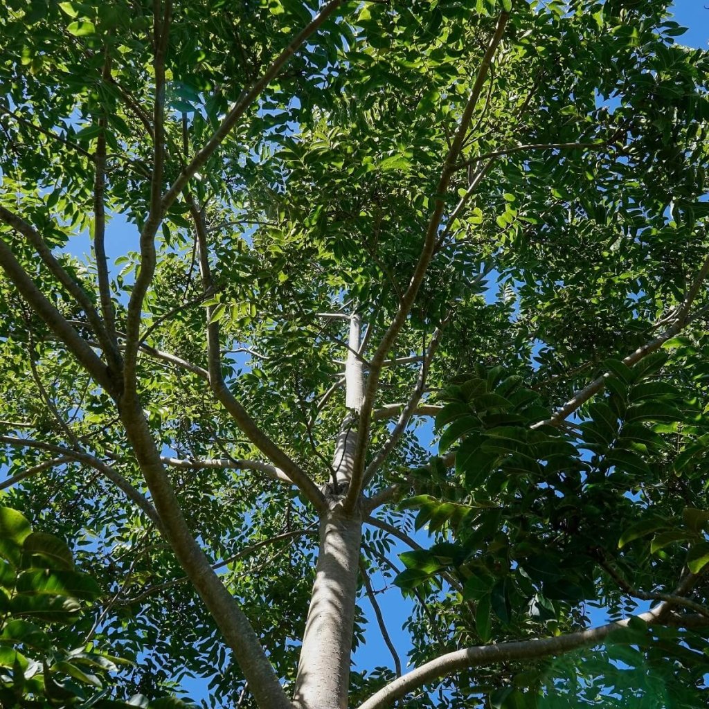 Red Cedar Tree seeds - Happy Valley Seeds