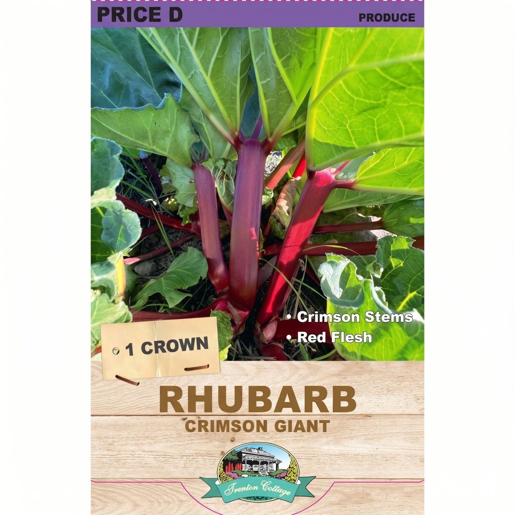 Rhubarb - Crimson Giant (Pack of 1 Crown) - Happy Valley Seeds