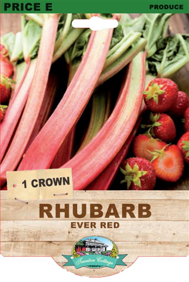 Rhubarb - Ever Red (Pack of 1) - Happy Valley Seeds