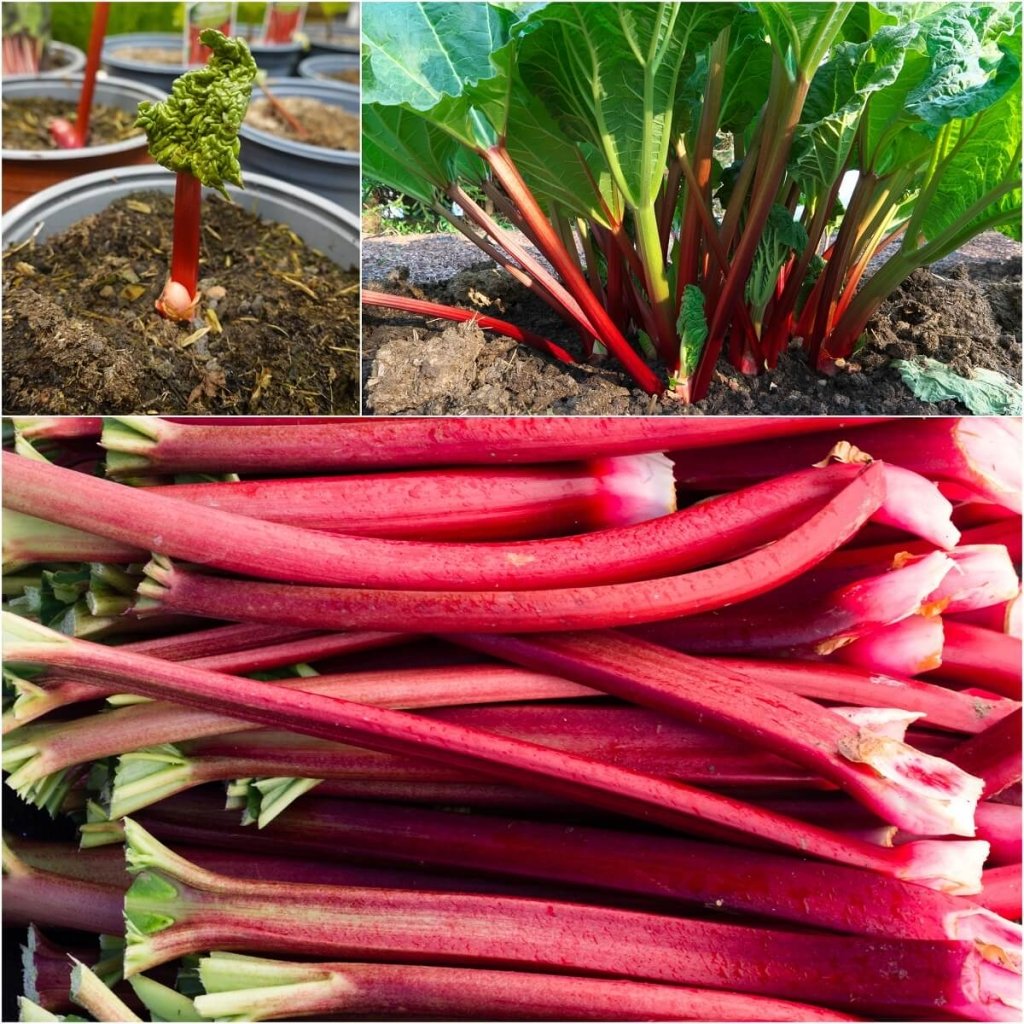 Rhubarb - Red Dragon Crown - Happy Valley Seeds
