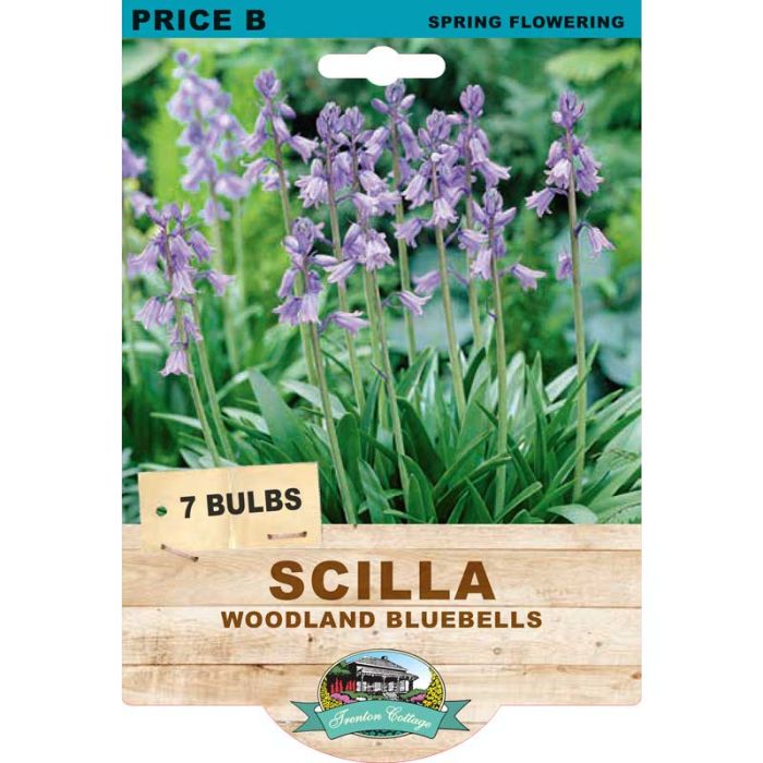 Scilla Woodland Bluebells (Pack of 7 Bulbs) - Happy Valley Seeds