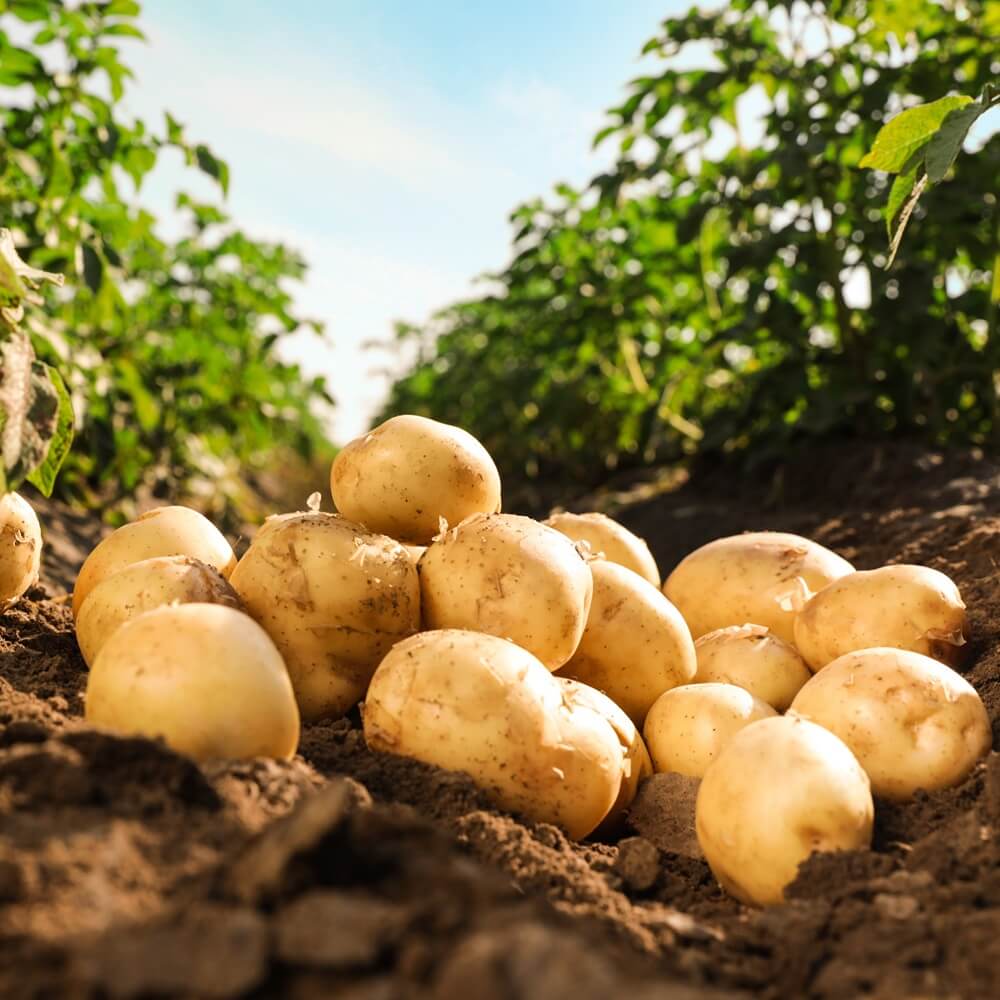 Seed Potato - Avanti - Happy Valley Seeds