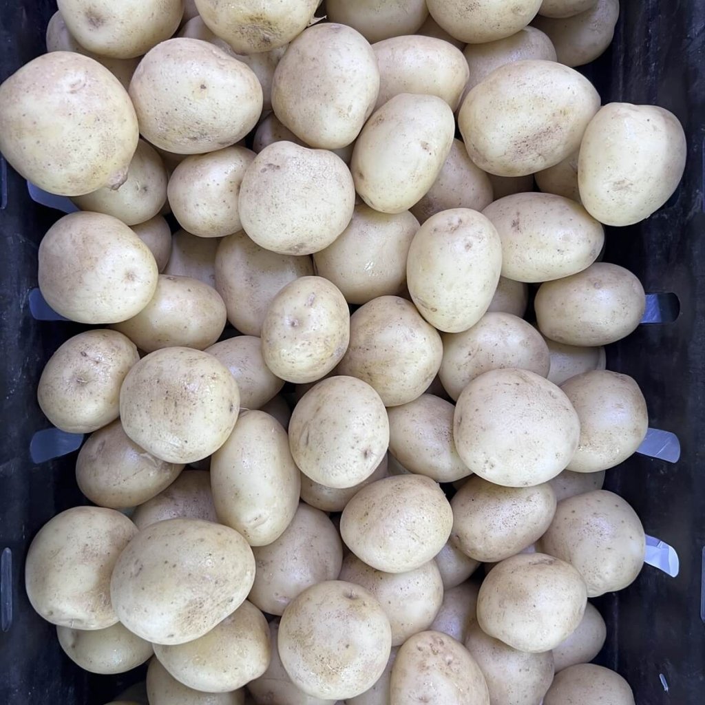 Seed Potato - Nadine - 1kg - Happy Valley Seeds