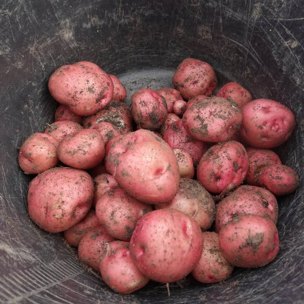 Seed Potato - Pontiac - Happy Valley Seeds