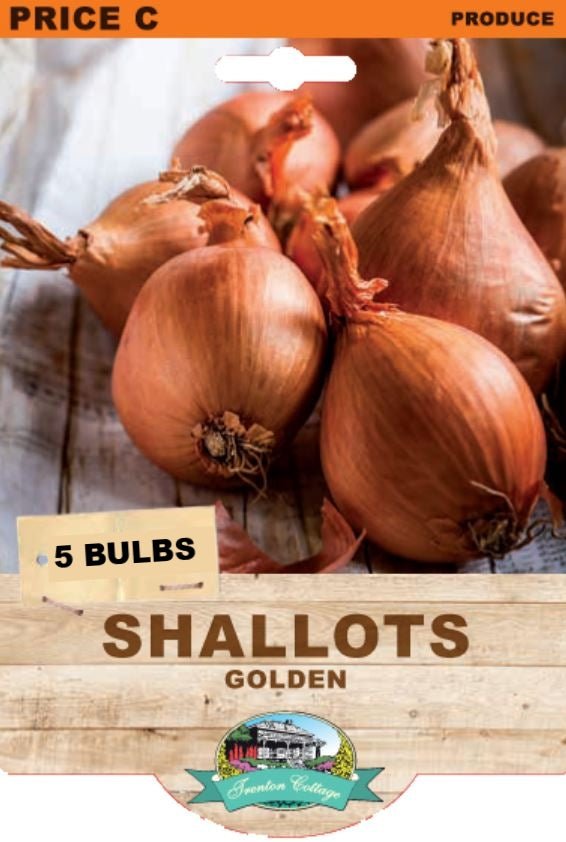 Shallot Golden (Pack of 5 Bulbs) (TC) - Happy Valley Seeds