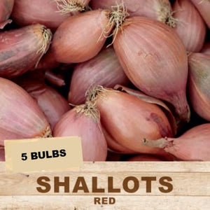 Shallot Red (Pack of 5 Bulbs) (TC)