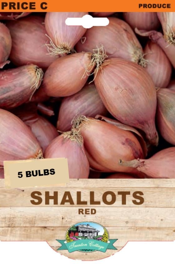 Shallot Red (Pack of 5 Bulbs) (TC) - Happy Valley Seeds
