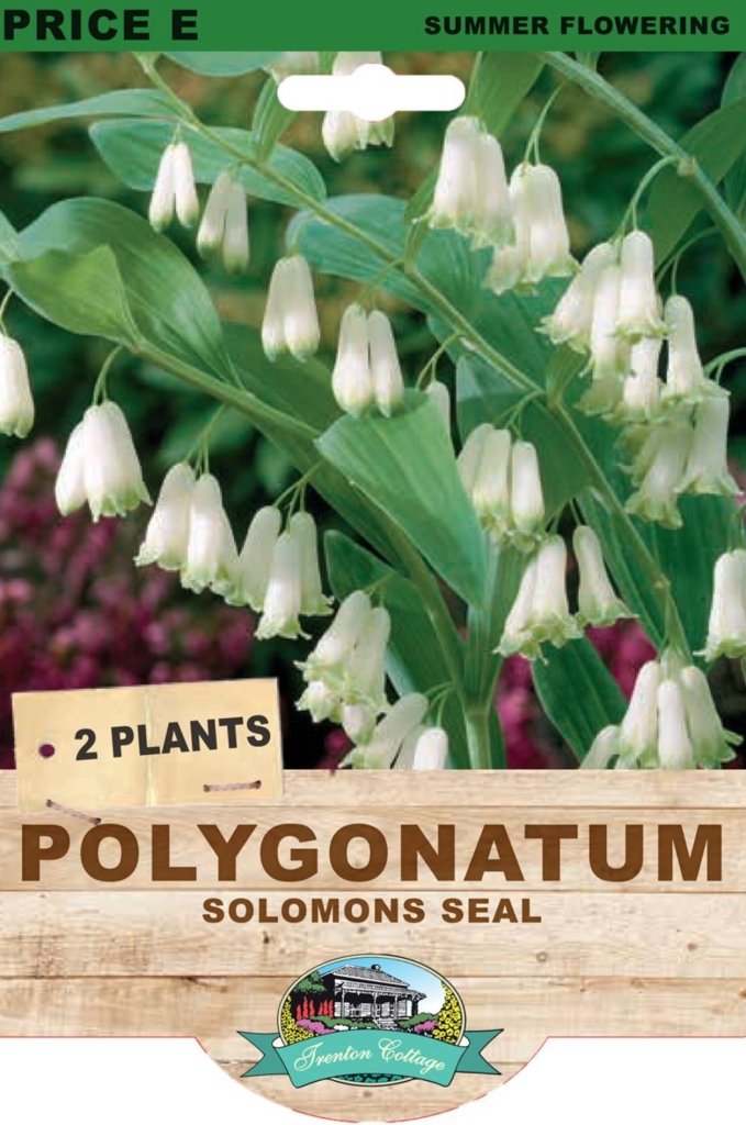 Solomon's Seal (Pack of 2 Plants) - Happy Valley Seeds