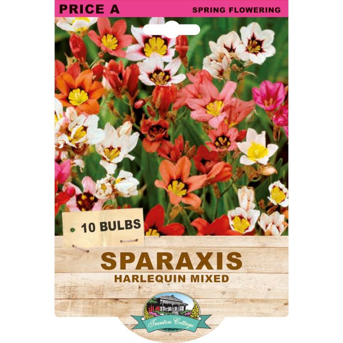 Sparaxis Harlequin Mixed (Pack of 10 Bulbs) - Happy Valley Seeds
