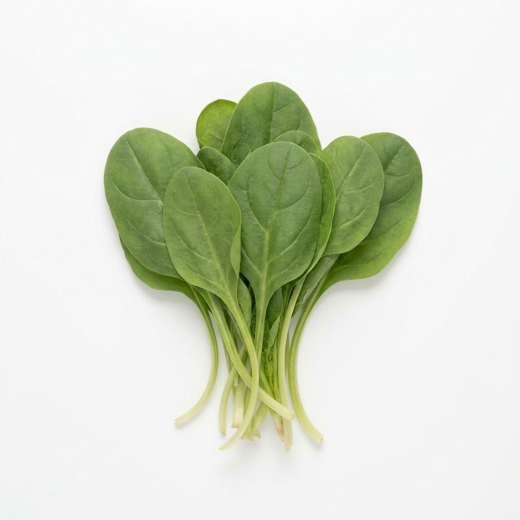 Spinach - Perpetual Gator seeds (Organic) - Happy Valley Seeds