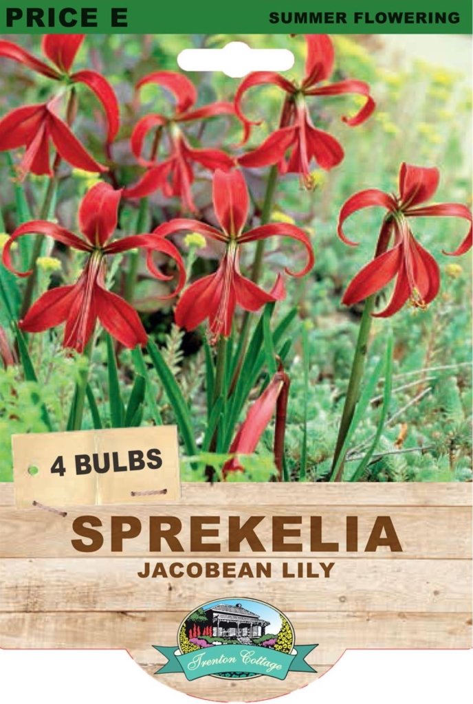 Sprekelia Jacobean Lily (Pack of 4 Bulbs) - Happy Valley Seeds