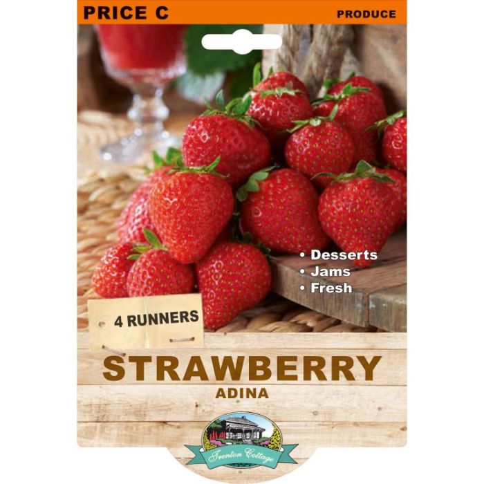 Strawberry - Adina (Pack of 4 Runners) (TC) - Happy Valley Seeds