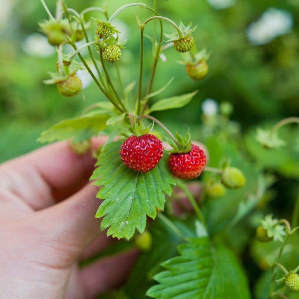 Strawberry - Baron Solemacher (Alpine) seeds - Happy Valley Seeds