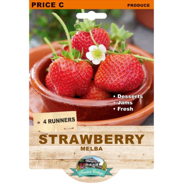 Strawberry - Melba (Pack of 4 Runners) (TC) - Happy Valley Seeds
