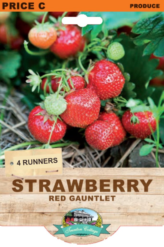 Strawberry - Red Gauntlet (Pack of 4 Runners) (TC) - Happy Valley Seeds
