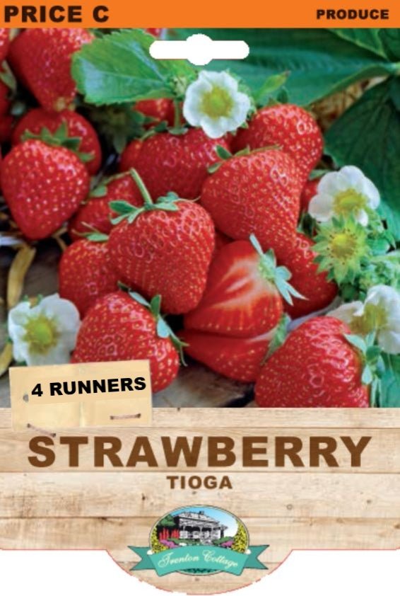 Strawberry - Tioga (Pack of 4 Runners) (TC) - Happy Valley Seeds