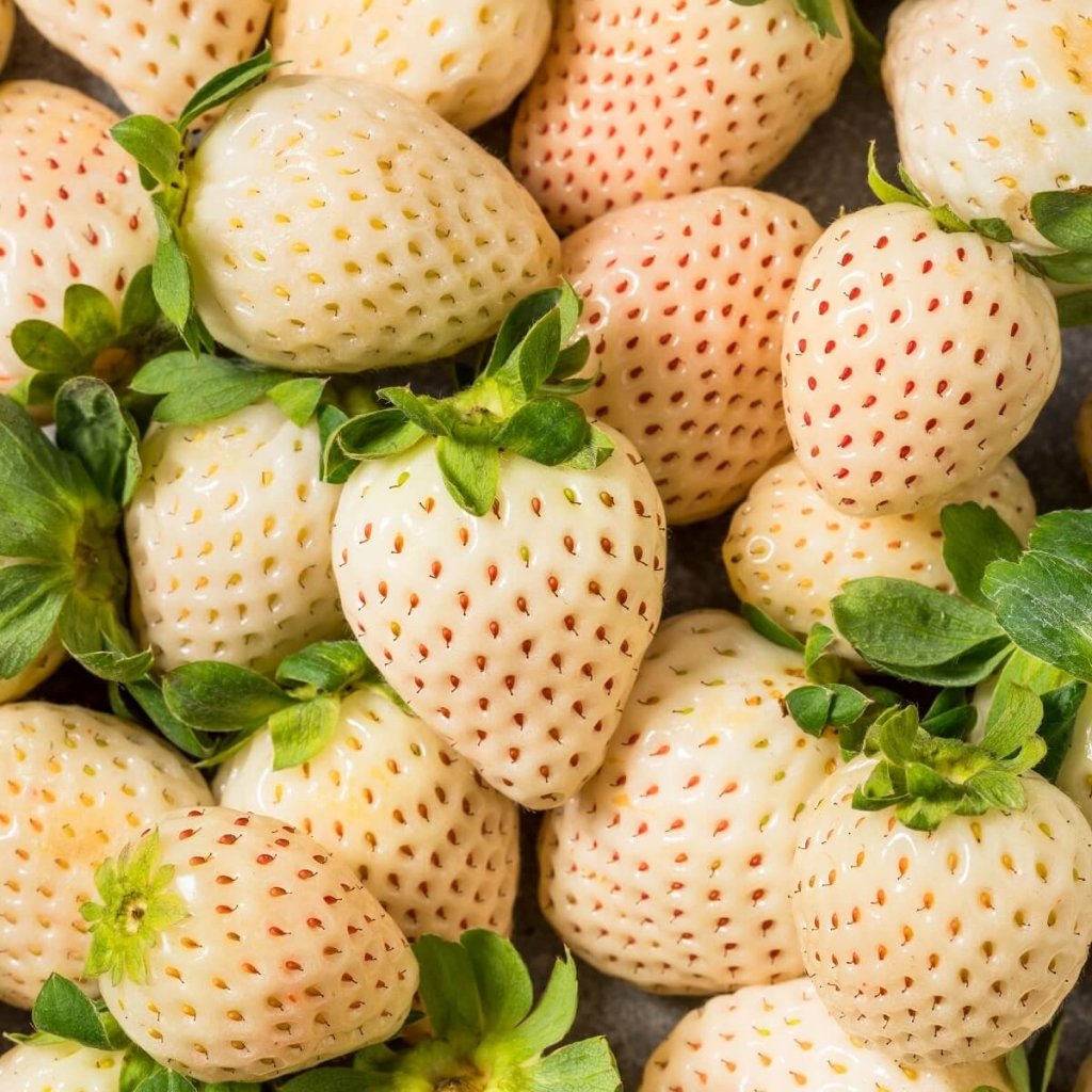 Strawberry - White Soul seeds - Happy Valley Seeds