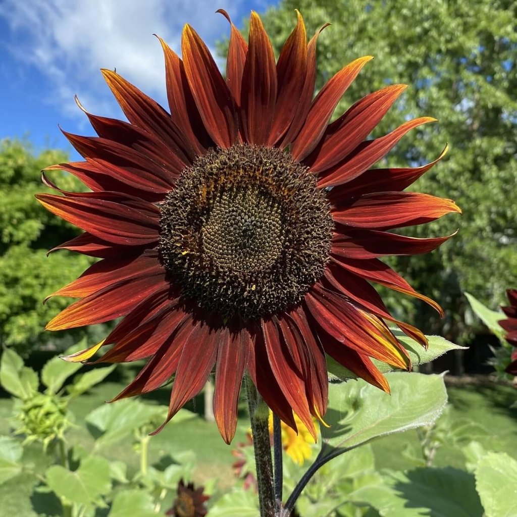 Sunflower - Garnet seeds - Happy Valley Seeds