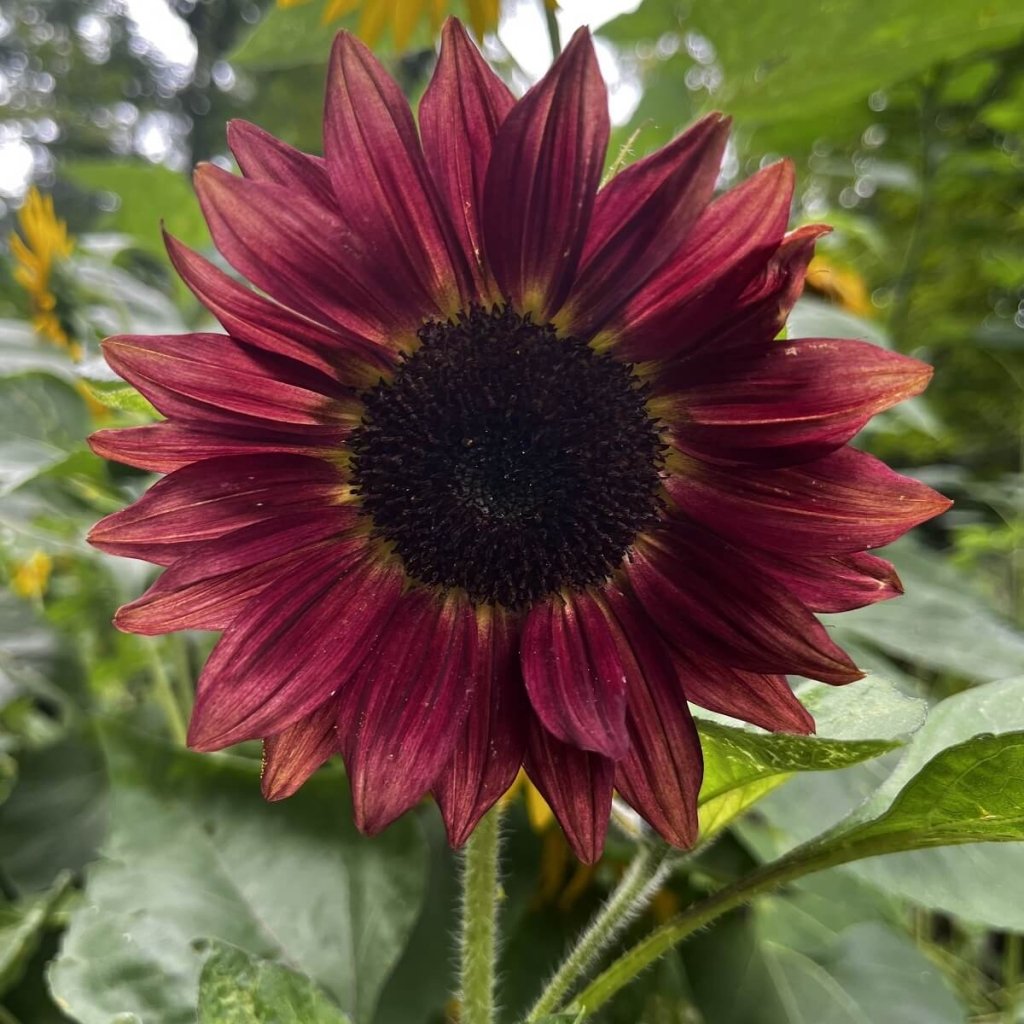 Sunflower - Mauve Spray seeds - Happy Valley Seeds