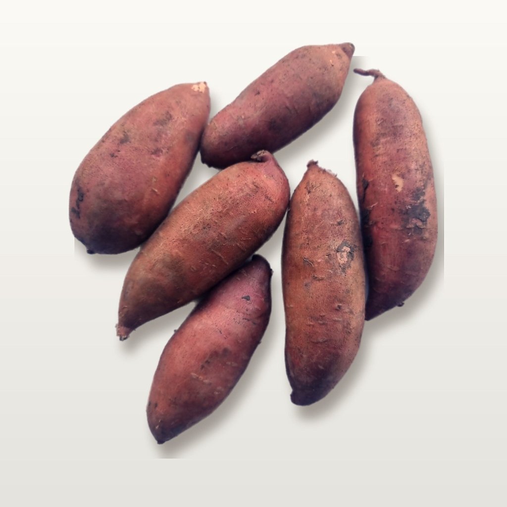 Sweet Potato - Beauregard Tubers - Happy Valley Seeds