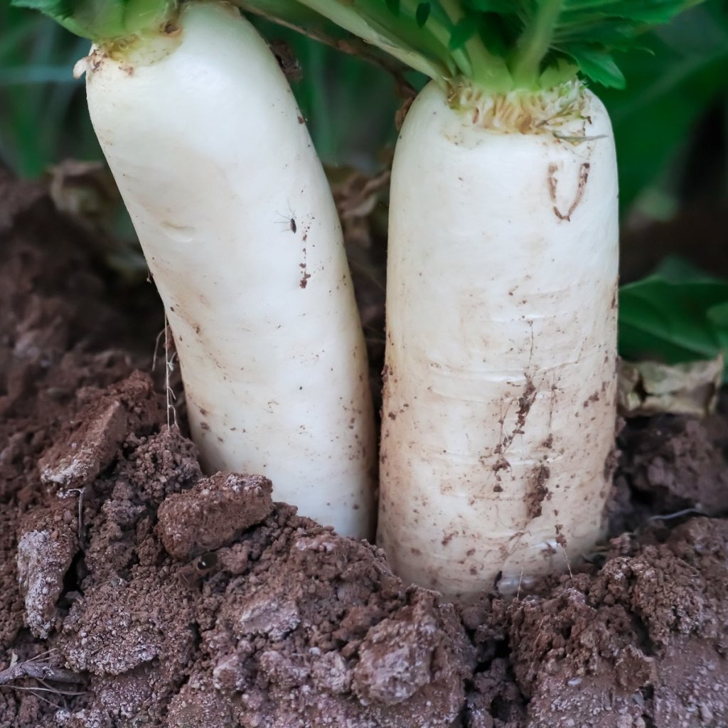 Tillage Radish seeds - Happy Valley Seeds
