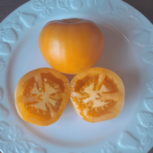 Tomato - Amish Yellow Orange Oxheart seeds - Happy Valley Seeds
