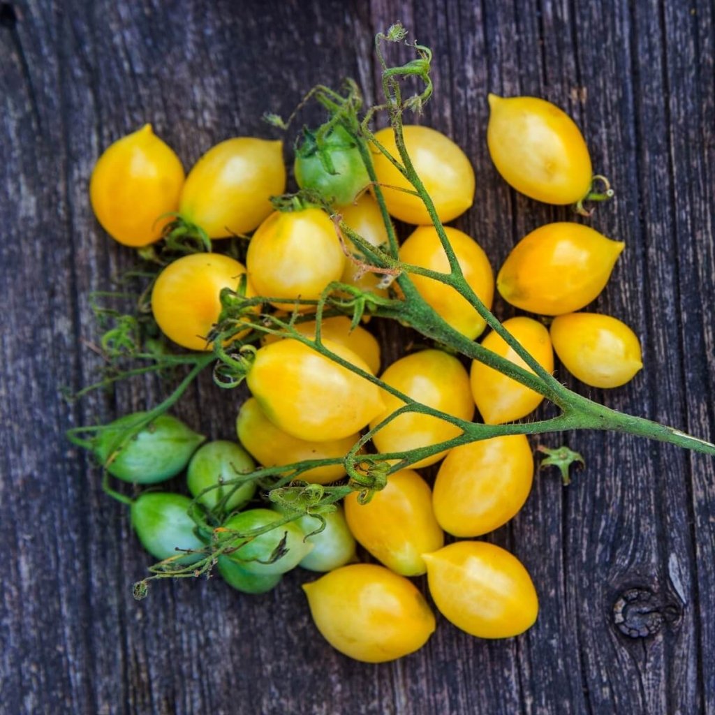 Tomato - Barry's Crazy Cherry seeds - Happy Valley Seeds