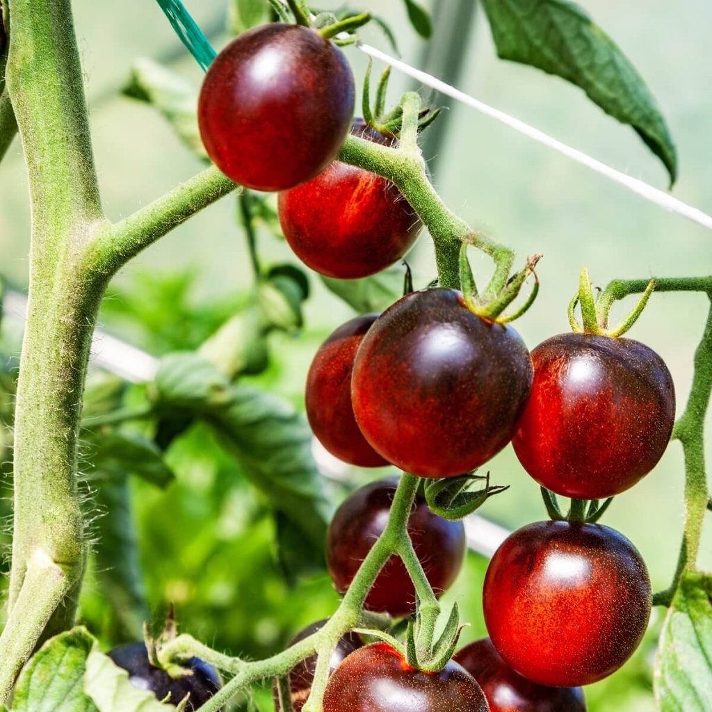 Tomato - Blue Ambrosia seeds - Happy Valley Seeds