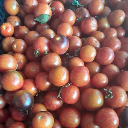 Tomato - Blue Ambrosia seeds - Happy Valley Seeds