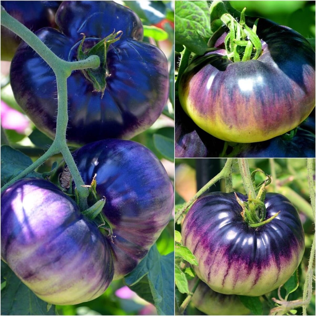 Tomato - Blue Beauty seeds - Happy Valley Seeds