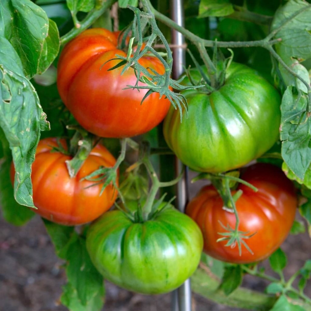 Tomato - Blue Ridge Mountain seeds - Happy Valley Seeds