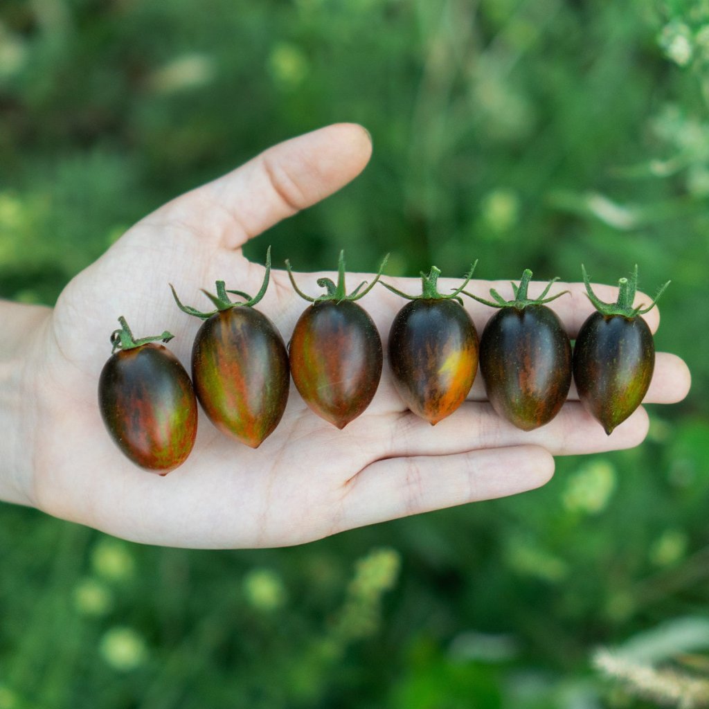 Tomato - Brad's Atomic Grape seeds - Happy Valley Seeds