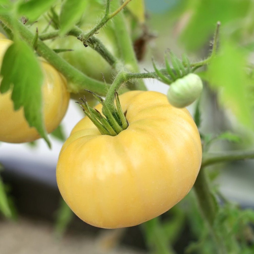 Tomato - Colossal Yellow seeds - Happy Valley Seeds