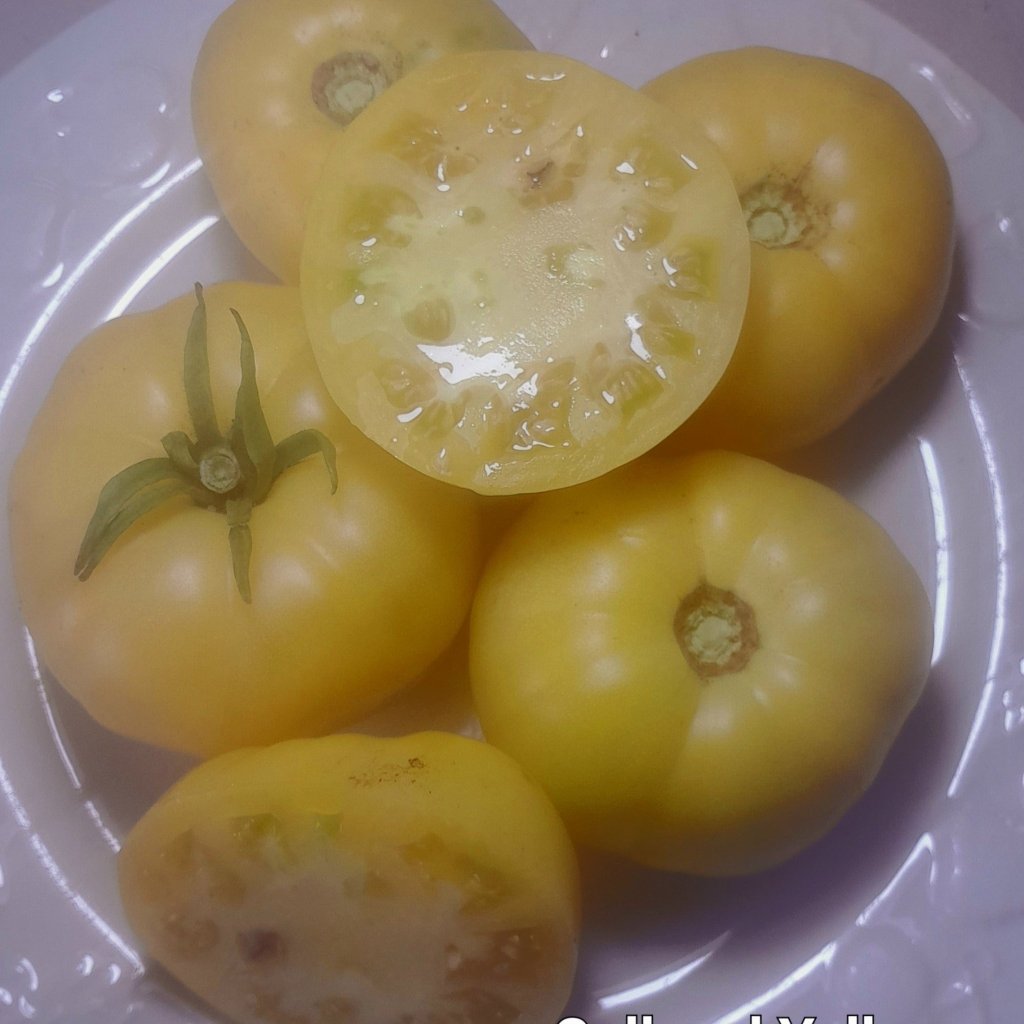 Tomato - Colossal Yellow seeds - Happy Valley Seeds