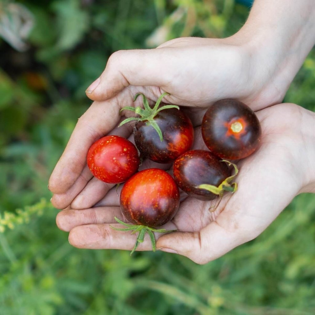 Tomato - Dark Galaxy seeds - Happy Valley Seeds