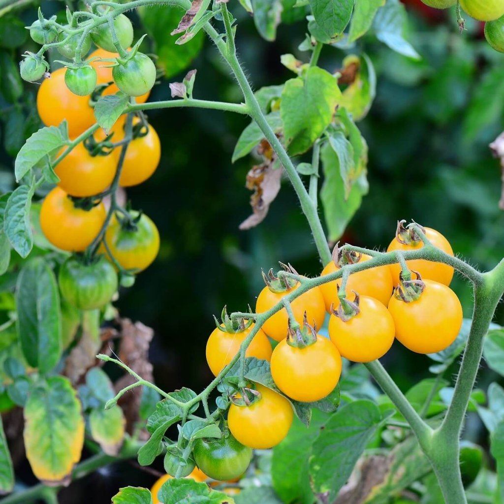 Tomato - Golden Cherry seeds - Happy Valley Seeds