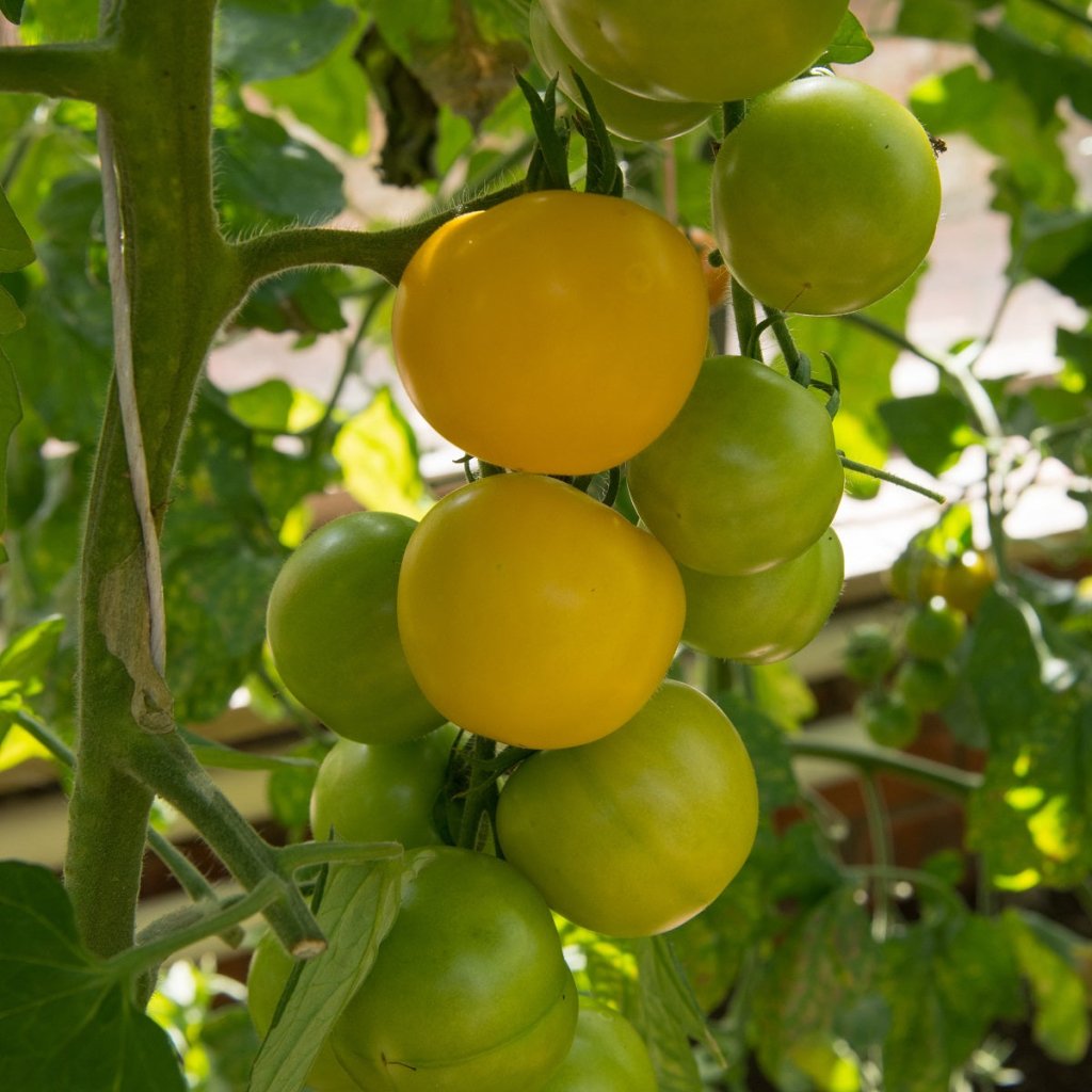 Tomato - Golden Sunrise seeds - Happy Valley Seeds
