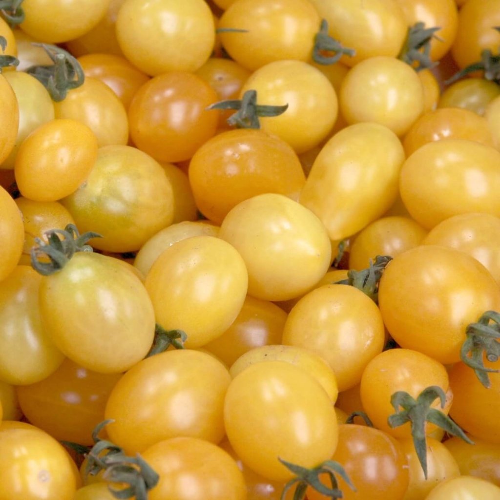 Tomato - Ice seeds - Happy Valley Seeds