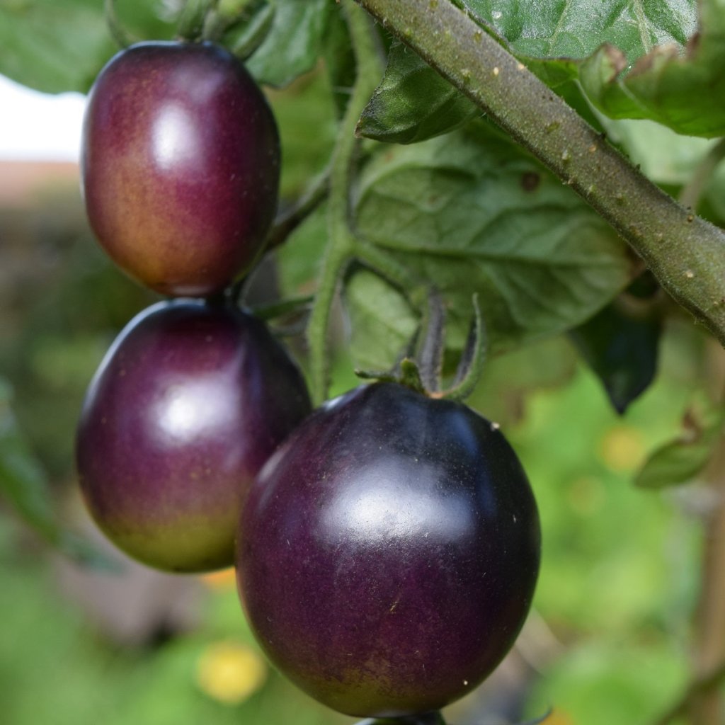 Tomato - Indigo Ruby F1 seeds - Happy Valley Seeds