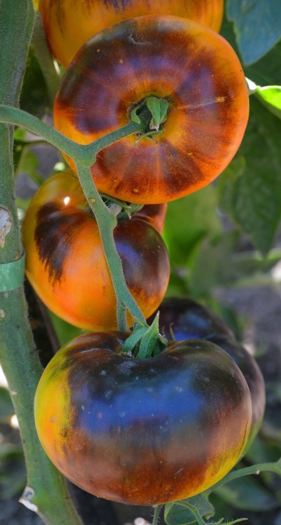 Tomato - Lucid Gem seeds - Happy Valley Seeds
