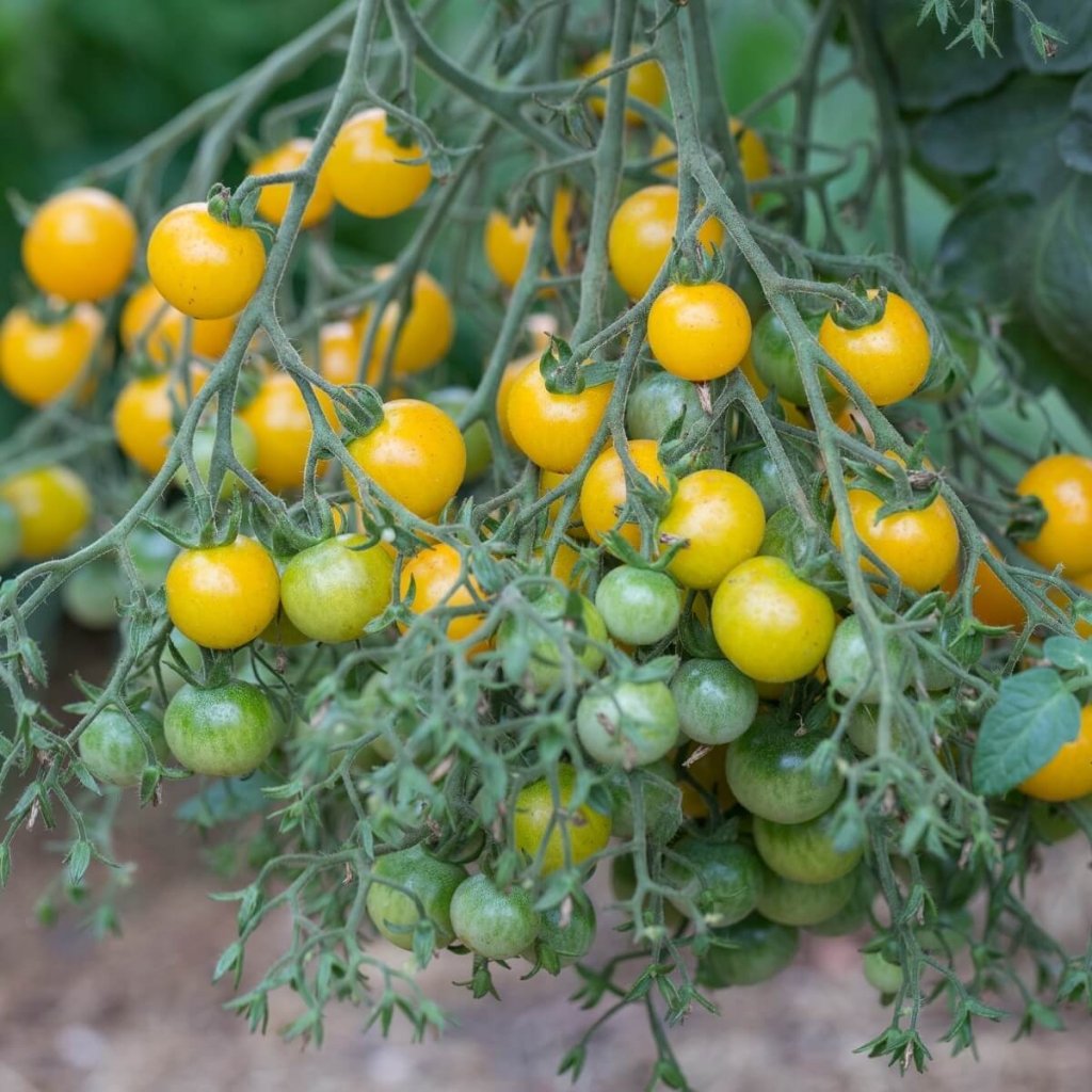 Tomato - Millefleur seeds - Happy Valley Seeds