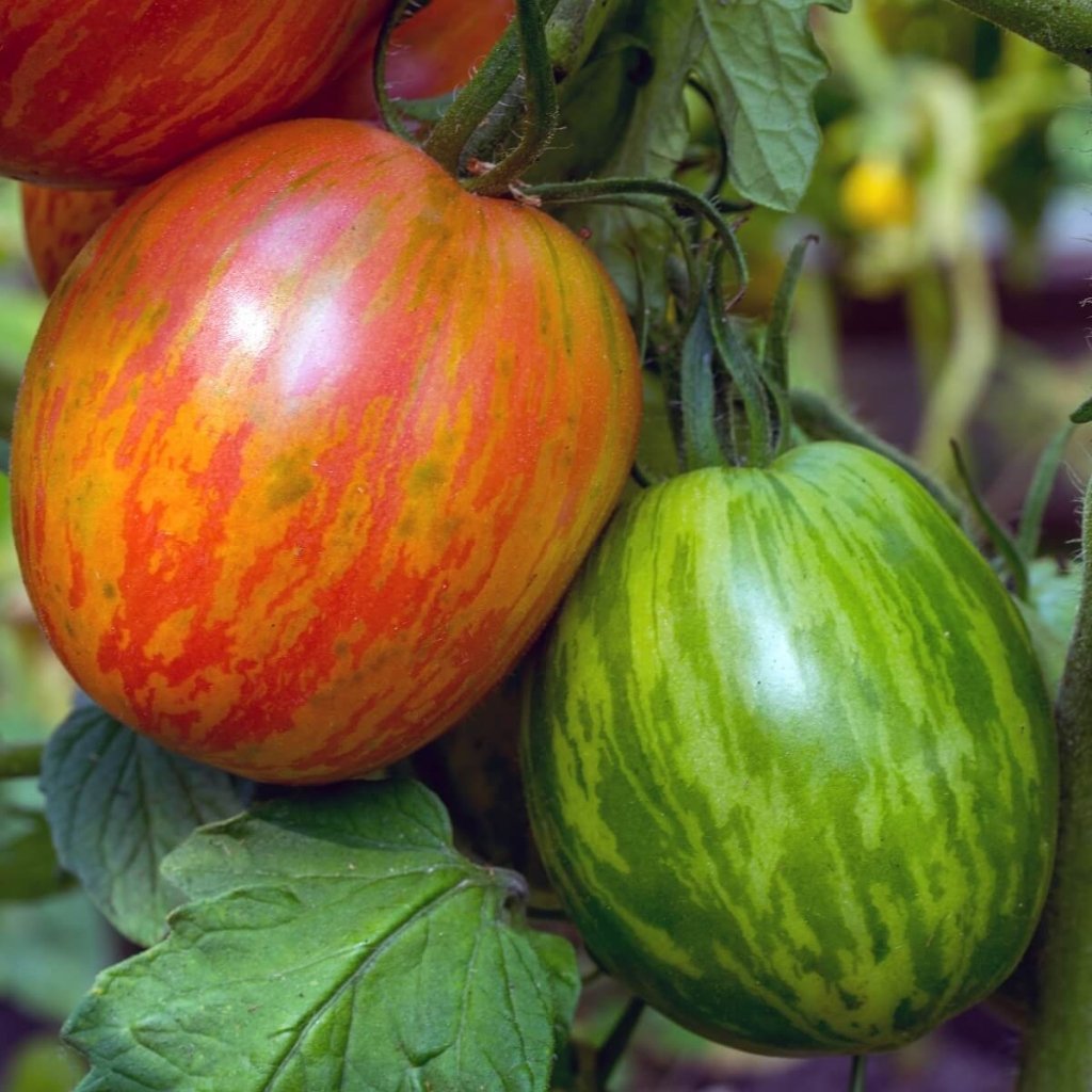 Tomato - Mr Stripey seeds - Happy Valley Seeds