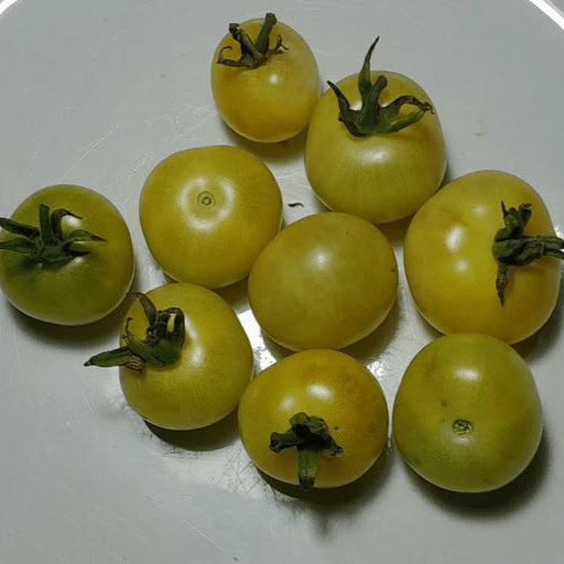 Tomato - Napa Chardonnay seeds - Happy Valley Seeds