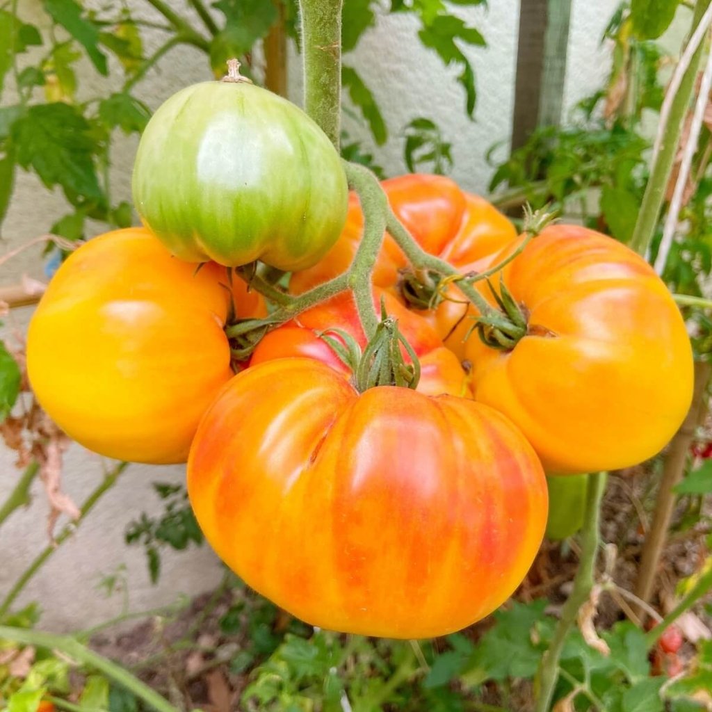 Tomato - Pineapple seeds - Happy Valley Seeds