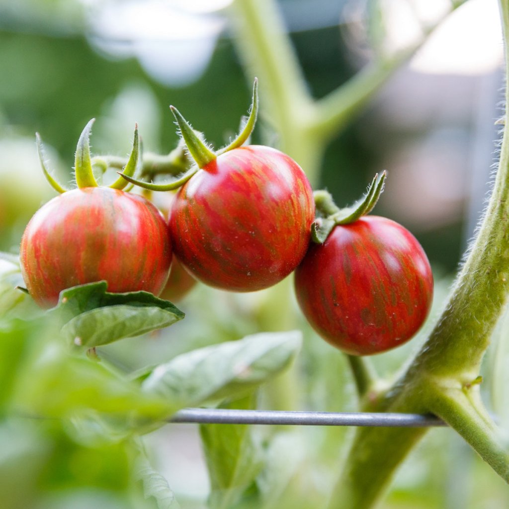 Tomato - Pink Bumblebee seeds - Happy Valley Seeds