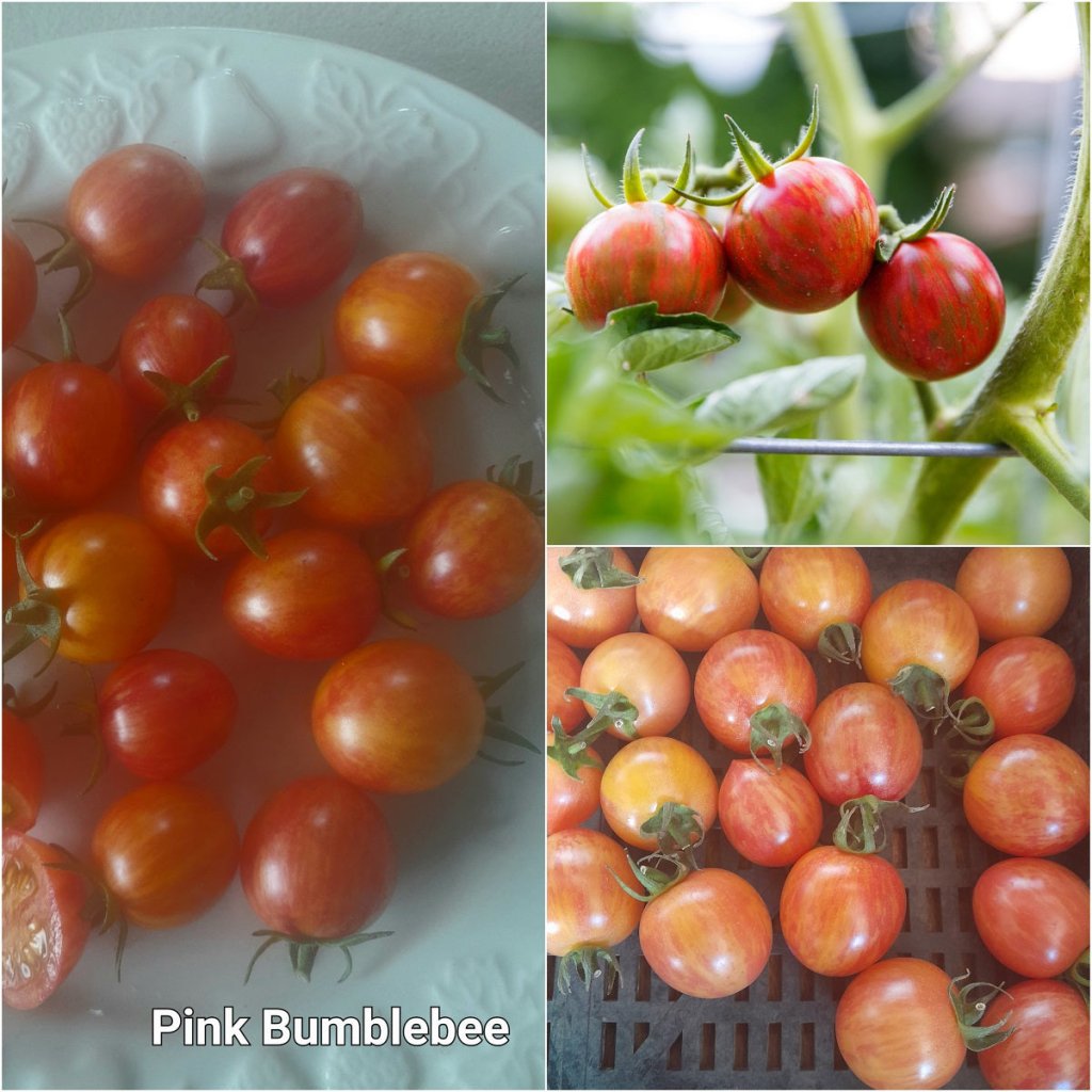 Tomato - Pink Bumblebee seeds - Happy Valley Seeds