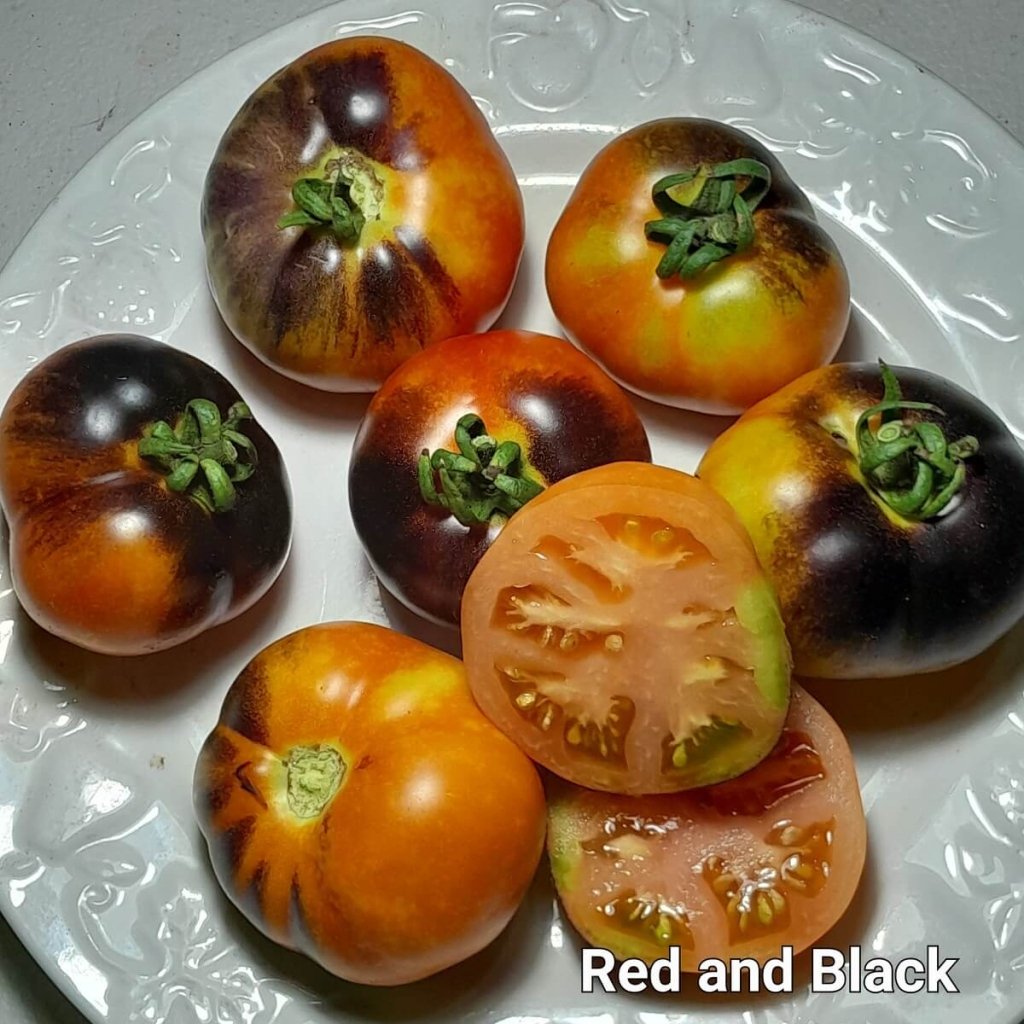 Tomato - Red and Black seeds - Happy Valley Seeds