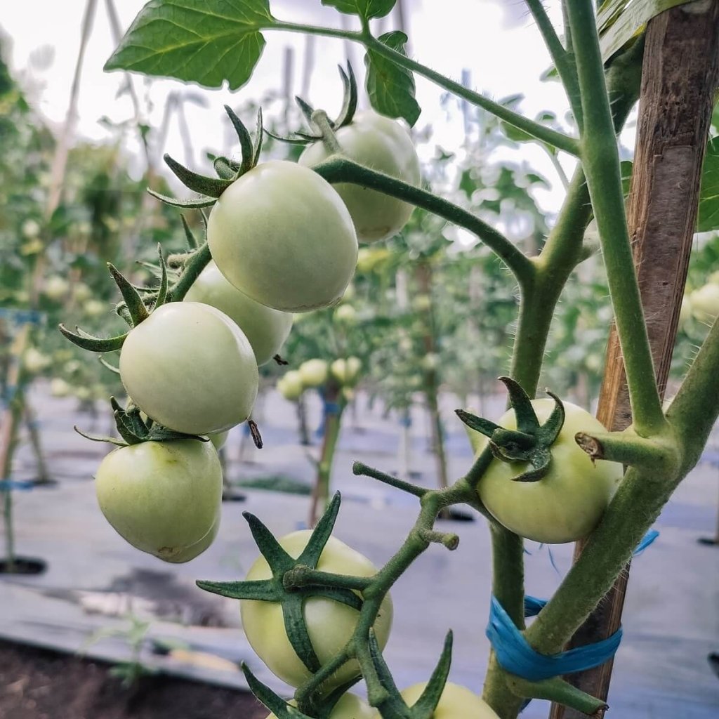 Tomato - White Cherry seeds - Happy Valley Seeds
