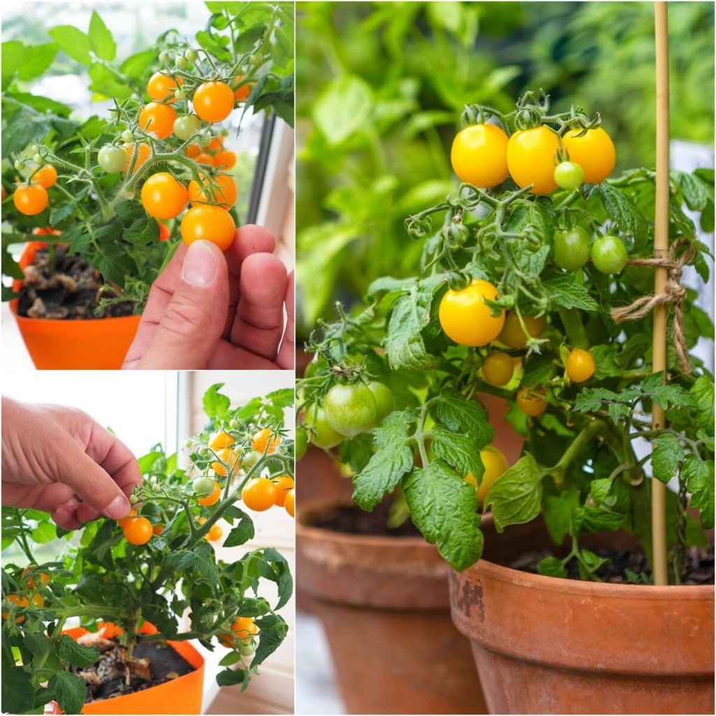 Tomato - Window Box Yellow seeds - Happy Valley Seeds