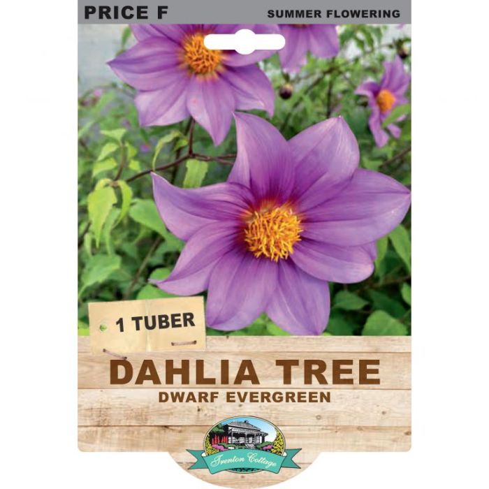 Tree Dahlia Dwarf Dark Pink (Pack of 1 Bulb) - Happy Valley Seeds